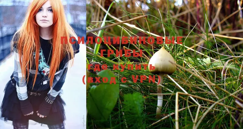 где купить наркоту  Тында  мориарти состав  Псилоцибиновые грибы Psilocybe 