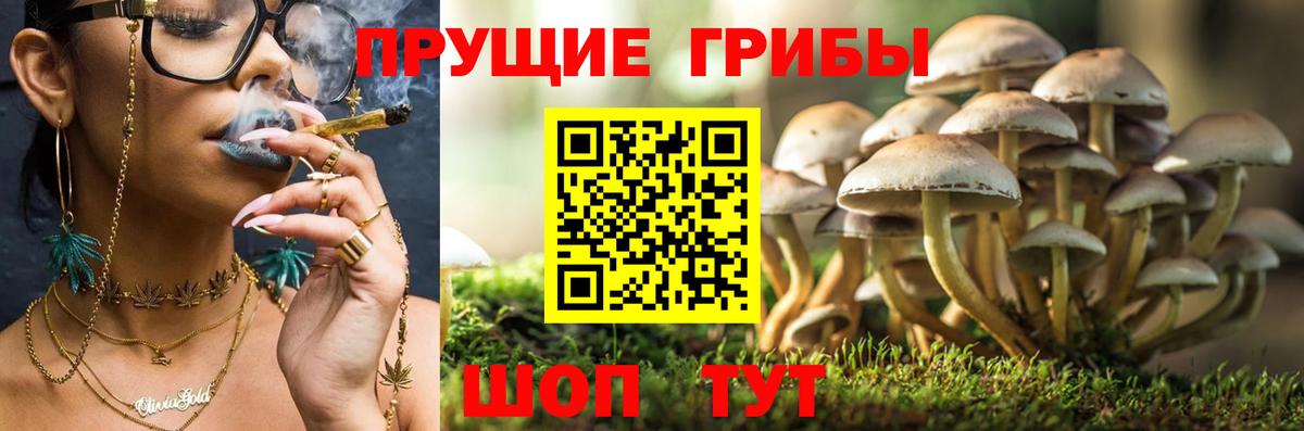Тында  Галлюциногенные грибы мухоморы  Псилоцибиновые грибы мухоморы  Вход с VPN 